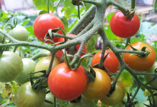 Tomaten