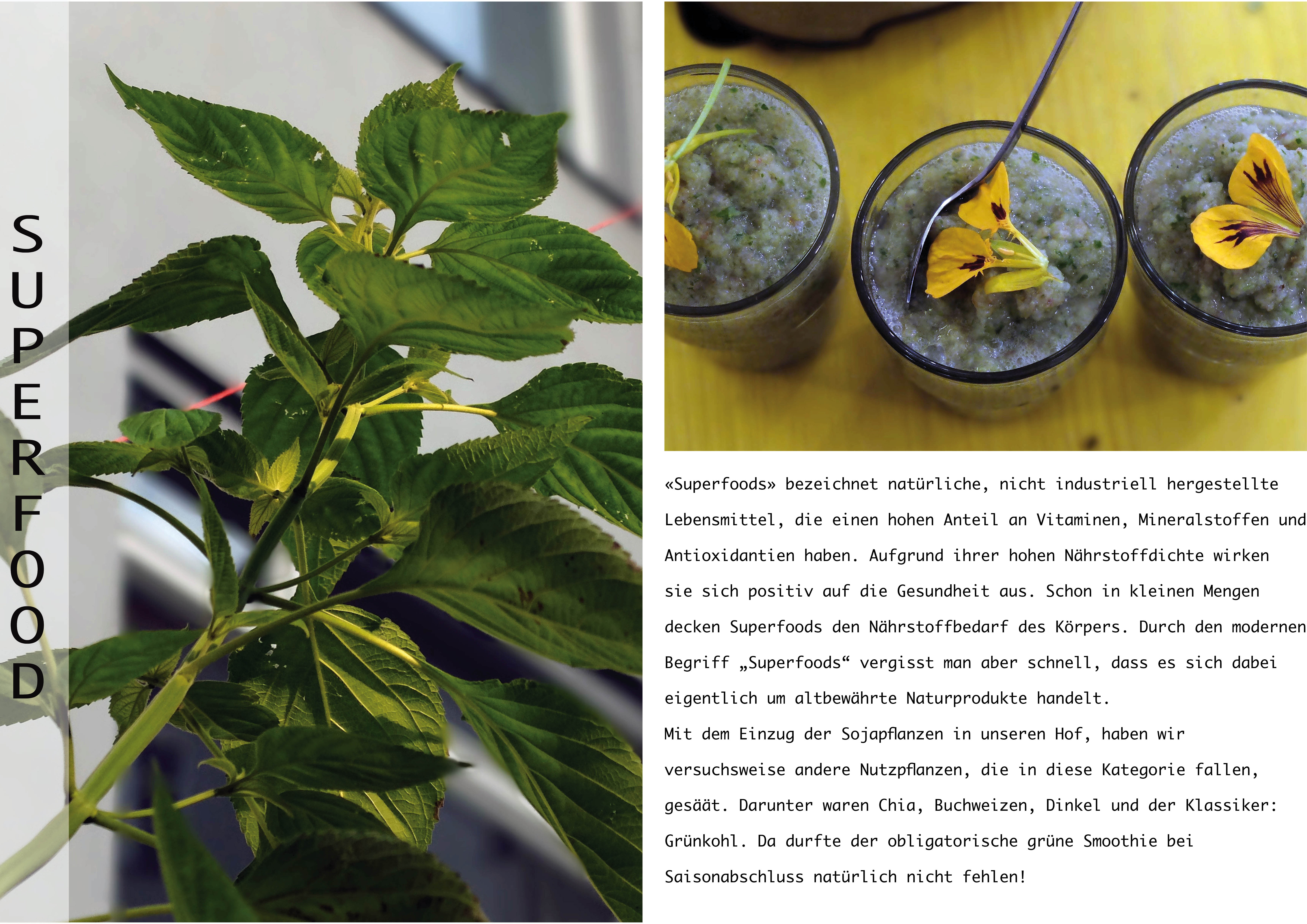 hofgru%cc%88n_2016_jpeg28